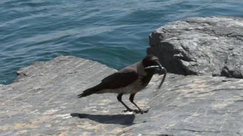 Crow steals a live fish Stock Footage 241515312