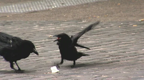 Crow steals other's bread crumb Stock Footage