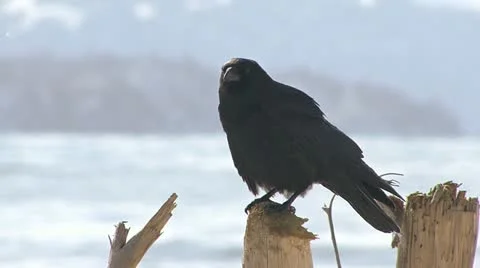 Crow on Stick Caws Poops and Flies Away Stock Footage 10841683