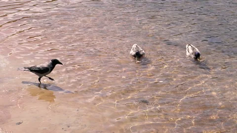 Crow stole a cookie from a duck. Stock Footage 131128602