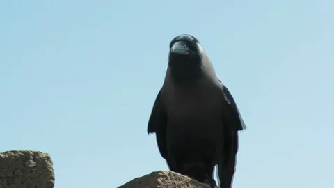 Crow On Stone Stock Footage 76110498