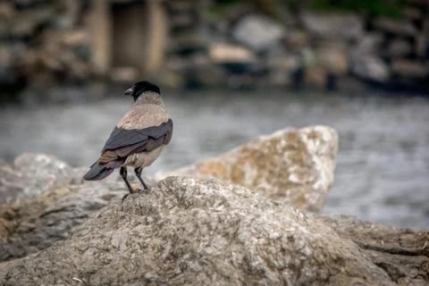 Crow on the stone Stock Photos
