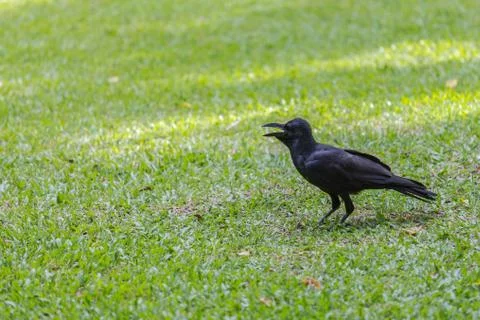 Crow stood on the lawn Stock Photos