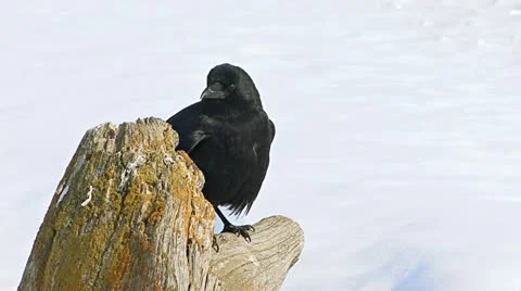 Crow on Stump Against Snow Preening Vídeo Stock 10841755