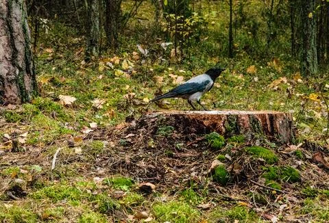 Crow on a stump in the forest Stock Photos