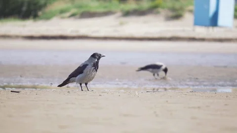 Crow on summer sandy beach Stock Footage 92564862