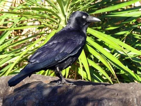The Crow in the sunlight Stock Photos