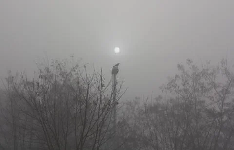 Crow sunrise Stock Photos