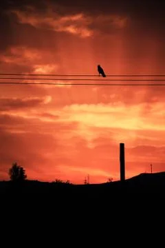 Crow Sunset Stock Photos