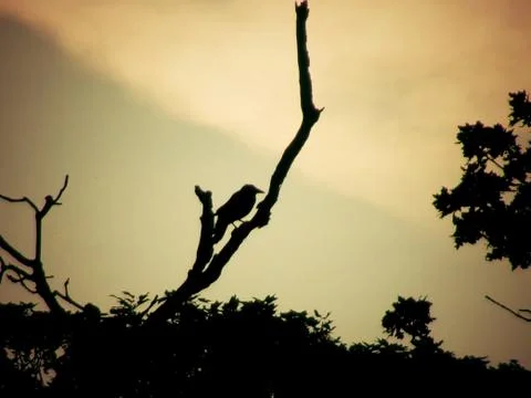 Crow at sunset Fotos de archivo