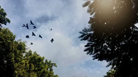 The crow with sunshine Stock Footage 95633464