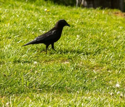 A crow in the sunshine Stock Photos