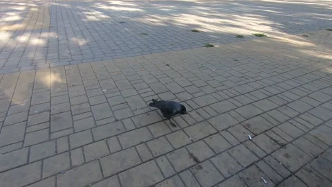 A crow swears at the dirt in the park. Stock Footage 141135486