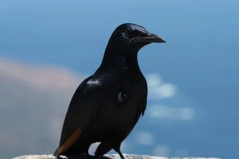 Crow on Table Mountain Stock-Fotos