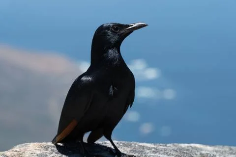 Crow on Table Mountain Stock-Fotos