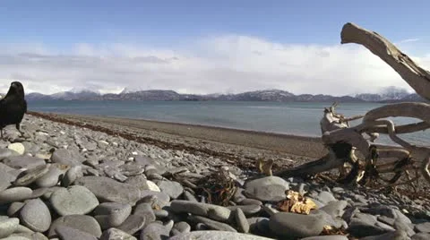 Crow Tableau 1 - Turning Over Rock for Food with 2 Onlookers Stock Footage 22422090
