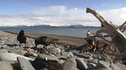 Crow Tableau 2 - Digging For Morsels in Beach Rocks Scenic Stock Footage 22423537
