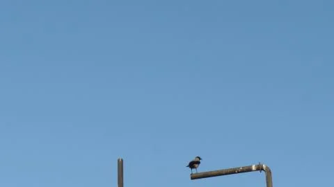 Crow take off from a pole during clear sky day. Stock Photos