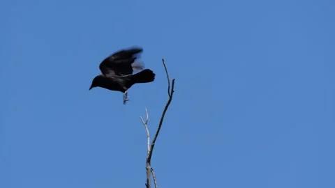 Crow Takeoff 4K Stock Footage 271314171
