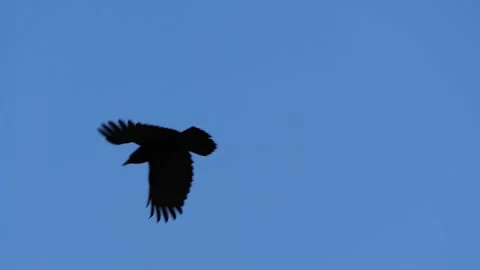 Crow Takeoff Slomo 4K Stock Footage 271316053