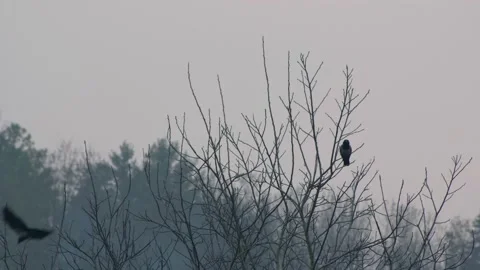 Crow takes flight. Crows on tree branches.  库存影片 149550835