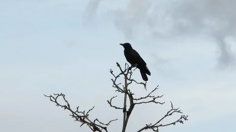 Crow Takes Off Flying From Dead Tree Video stock 115985310