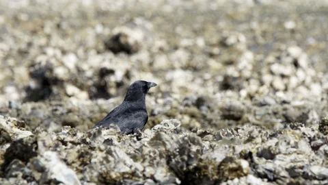 Crow takes off from ground Stock Footage 107220421
