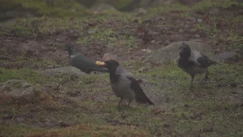 Crow Taking off and Flying Away with Food and Outsmarting Other Birds Stock Footage 237512871