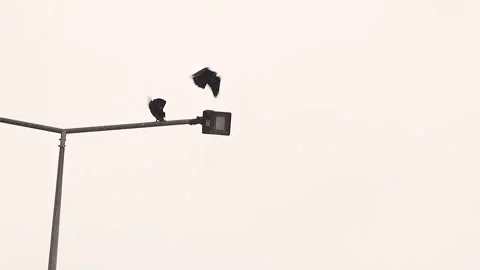 Crow taking flight from snow-covered street lamp in urban winter storm, crows Stock Footage 328455385
