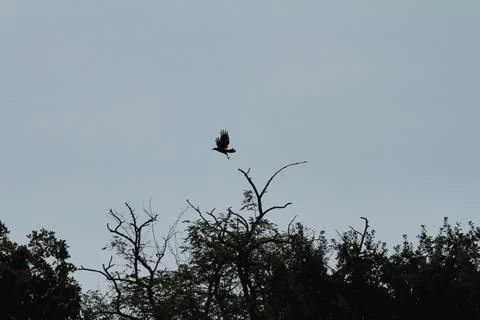 Crow taking off Foto stock