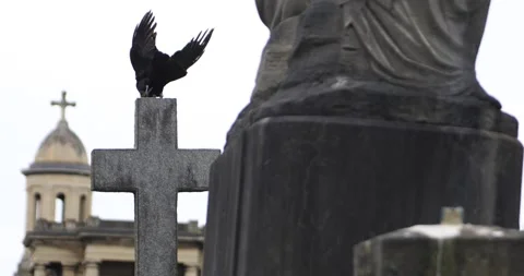 Crow taking off from stone cross in old cemetery, dramatic moment Stock Footage 319770478