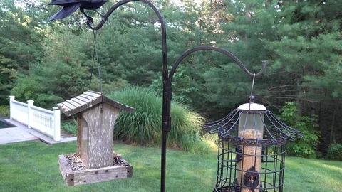 Crow On Top of the Feeder 1 Stock Footage 92829910