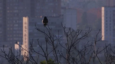 Crow on the top of a tree. 4K footage. Stock Footage 78119253