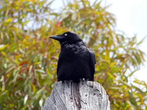 The crow totem side pose Stock Photos