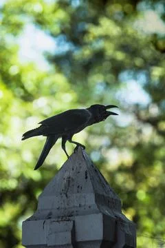 Crow in town Stock Photos