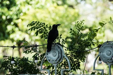 Crow in town Stock Photos