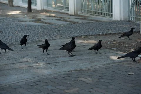 Crow in town 스톡 사진