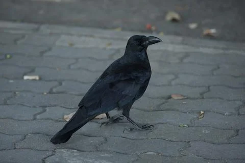 Crow in town Stock Photos