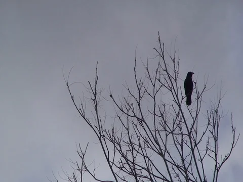 Crow in tree 2 Stock Footage 77265156