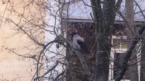 Crow on a tree 4K UHD Stock Footage 82239168