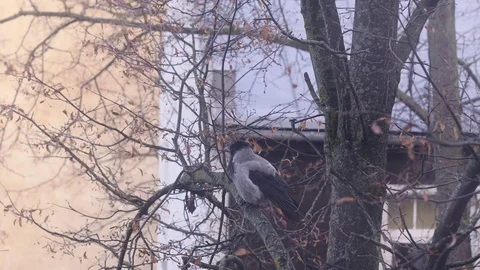 Crow on a tree 4K UHD Stock Footage 82239558