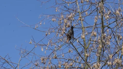 Crow on a tree against the blue sky winter Video stock 237716365