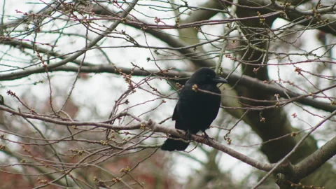 Crow on tree branch Stock Footage 246886503