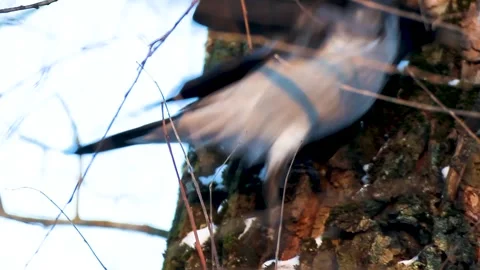 Crow on a tree branch Stock-Footage 313493319