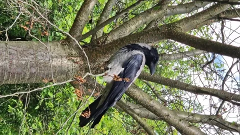 Crow on a tree branch in the park in spring Stock Footage 274929670