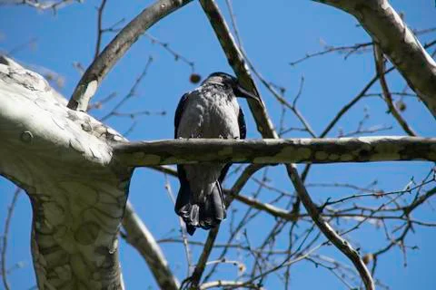 Crow on the tree branch Stock Photos