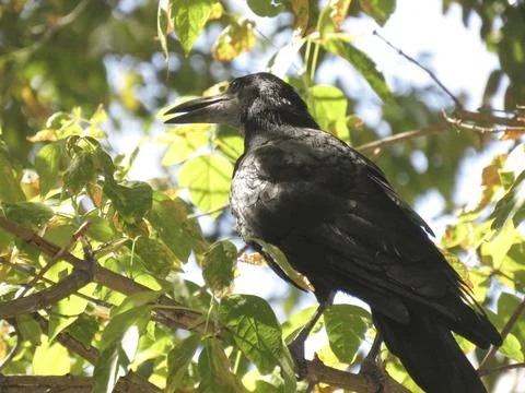 Crow on a tree branch Stock Photos