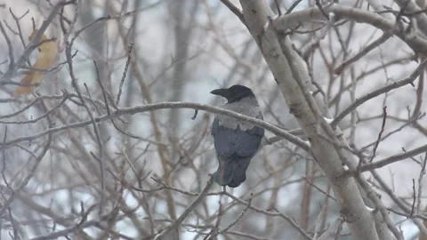 Crow on tree branch in snowy day Stock Footage 154500644