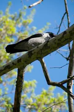 Crow on the tree branch in the spring Foto stock