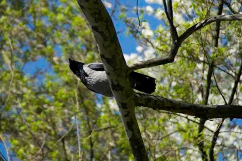 Crow on the tree branch in the spring Stock Photos